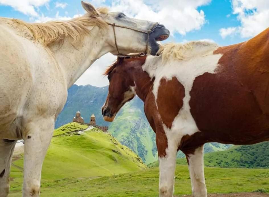 Mariami Hotel Kazbegi Ngoại thất bức ảnh